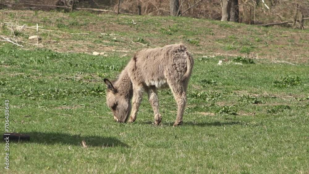 Fluffy donkey grazing on green field Fluffy donkey grazing on green field