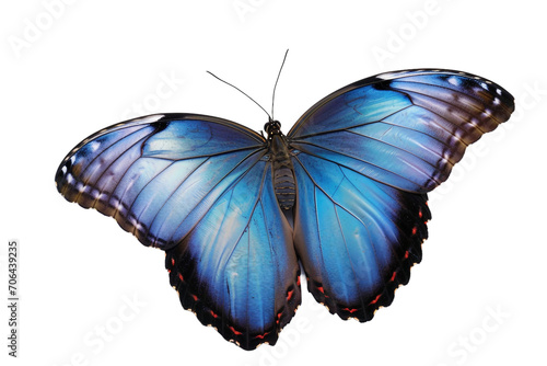 Blue Morpho Butterfly isolated on Transparent Background photo