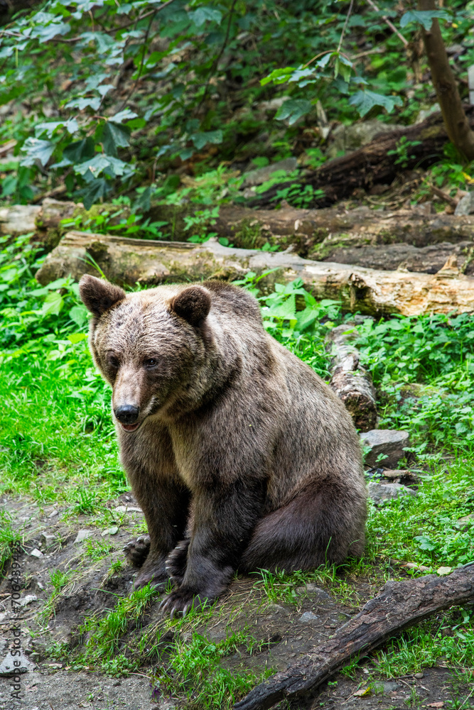 Fototapeta premium Brown bear seen on the Transfagarasan mountain road in the Carpathian Mountains, Romania during September 