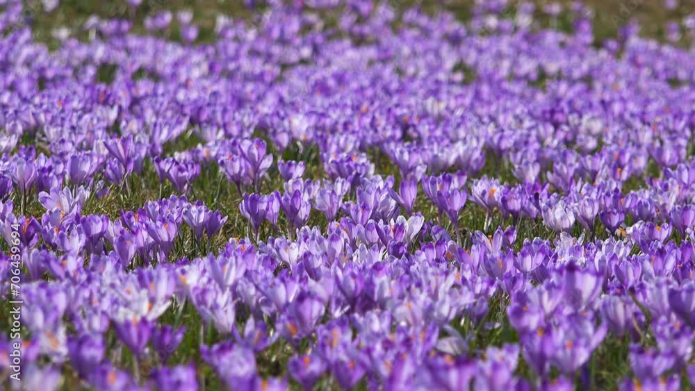 Crocus flowers carpet on alpine meadow in spring Crocus flowers carpet on alpine meadow in spring