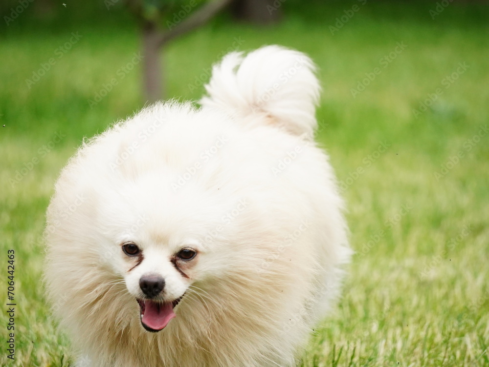 Little Dog of a light white pomeranian Spitz in a beautiful green meadow is happily running Little Dog of a light white pomeranian Spitz in a beautiful green meadow is happily running