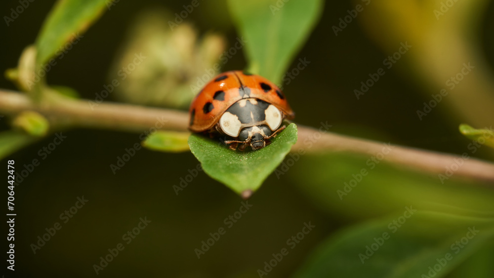 Obraz premium A red and black ladybug perched on a green leaf.