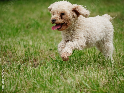 Little Puppy of a light brown Poodle in a green meadow is happily running 