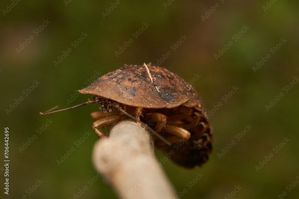 Details of a giant brown cockroach Details of a giant brown cockroach