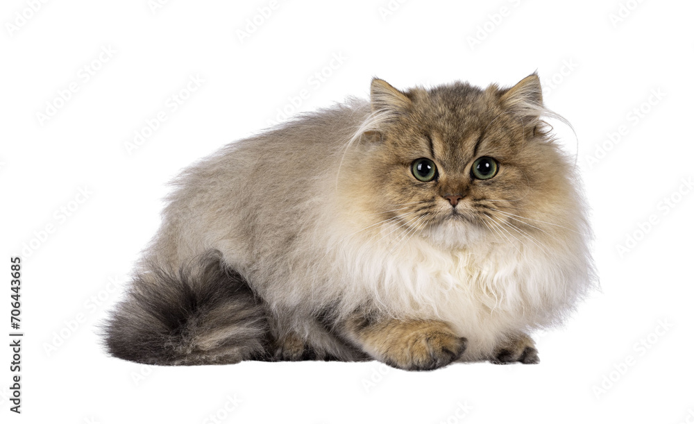 Adorable golden shaded British Longhair cat kitten, laying down side ways. Looking to camera with green eyes. Isolated cutout on a transparent background.