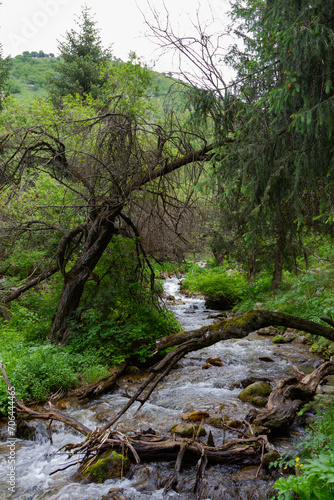 dry tree across the stream