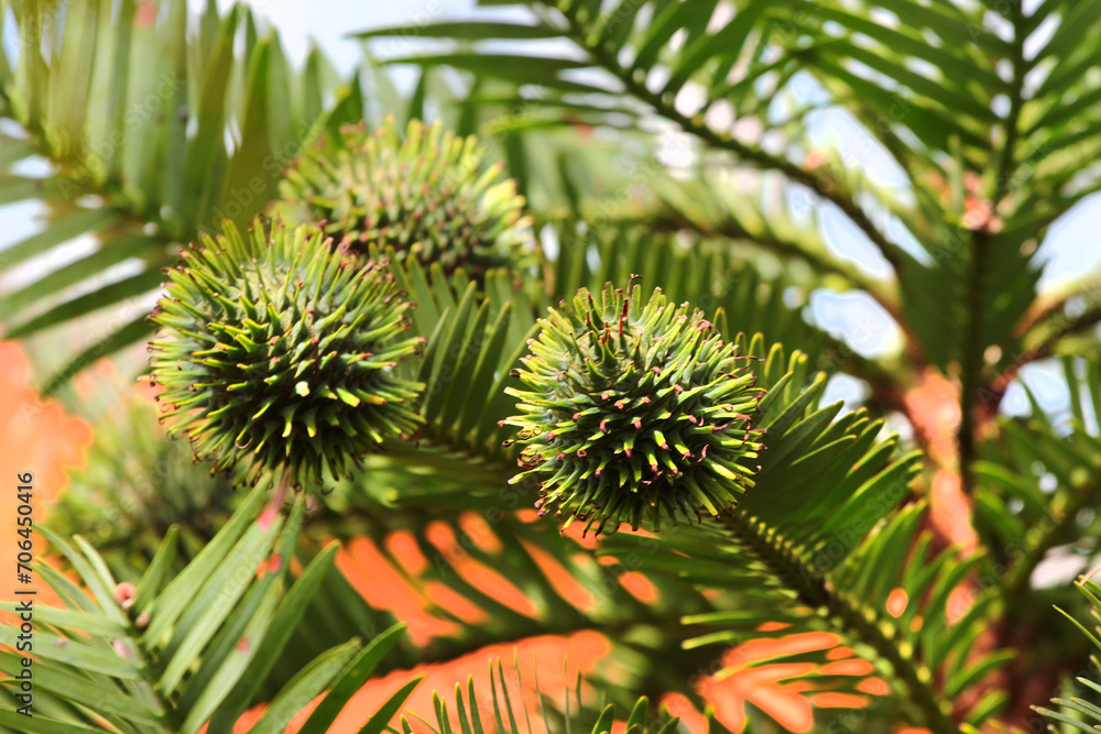 China fir, or Cunninghamia tree in a forest China fir, or Cunninghamia tree in a forest