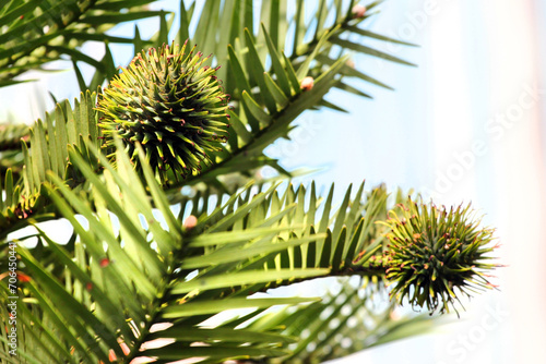 China fir, or Cunninghamia tree in a forest photo