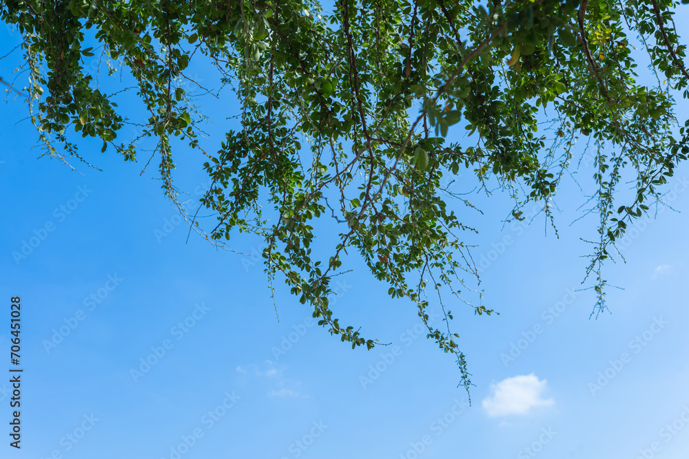 Tree Branches And Leaves Branches with Blue Sky Green Trees Tree Branches And Leaves Branches with Blue Sky Green Trees