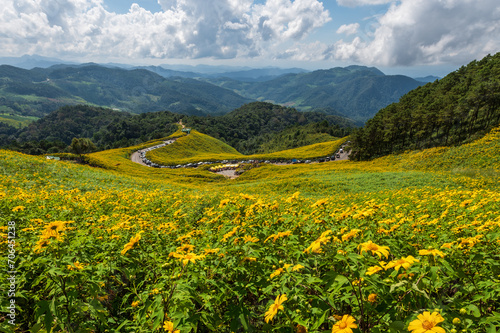Mexican Sunflower fields on mountains at Doi Mae U-Kho  Mae Hong Son  Thailand