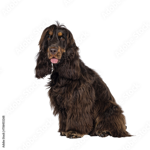 Young adult choc and tan Cocker Spaniel dog, sitting side ways. Looking towards camera. Tongue out. Isolated cutout on a transparent background. © Nynke