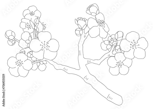 手書きの梅の枝　線画素材　ベクター