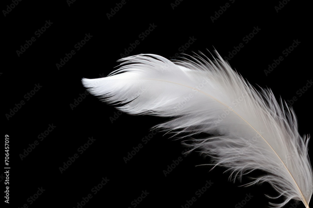 Obraz premium Fluffy white feather on black background