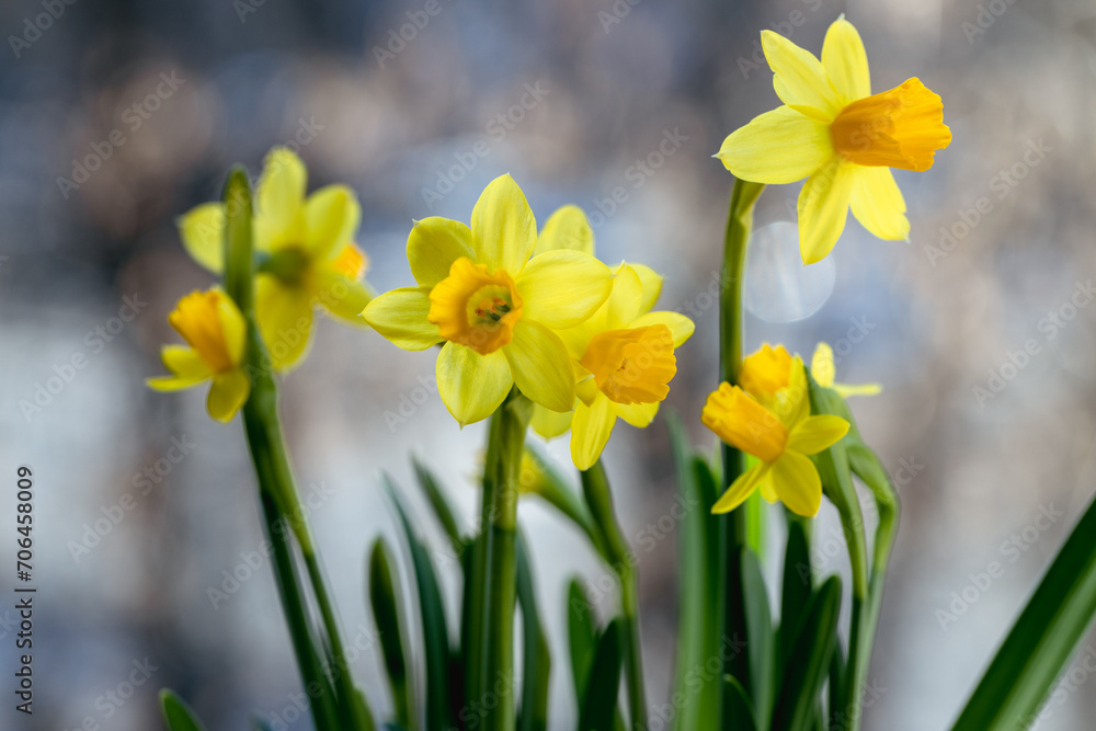 Beautiful Spring banner with fresh yellow daffodil flowers grow in pot on windowsill