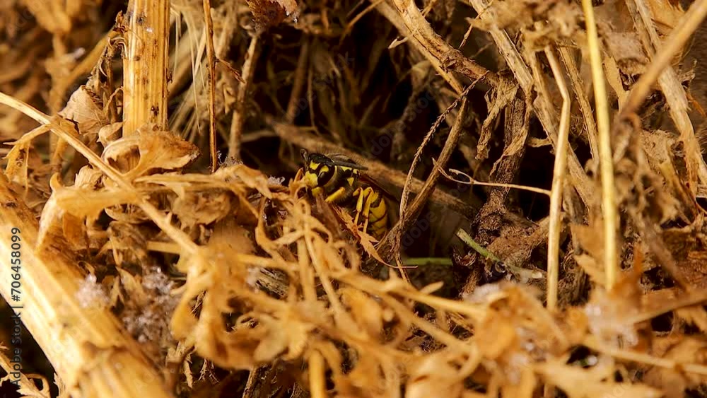 Queen wasp (yellowjacket) hibernating, with falling snowflakes. It went out to the edge of her burrow and seemed to have realized the time for her exit had not yet come. European, German yellow jacket Queen wasp (yellowjacket) hibernating, with falling snowflakes. It went out to the edge of her burrow and seemed to have realized the time for her exit had not yet come. European, German yellow jacket