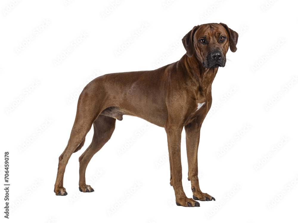 Handsome male Rhodesian Ridgeback dog, standing side ways. Looking towards camera. Isolated cutout on a transparent background.