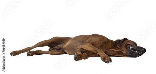 Handsome male Rhodesian Ridgeback dog, laying down side ways completelly relaxed. Showing belly, no face. Isolated cutout on a transparent background. photo