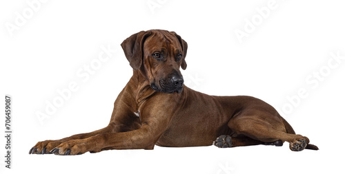Handsome male Rhodesian Ridgeback dog, laying down side ways. Looking side ways away from camera. Isolated cutout on a transparent background. photo