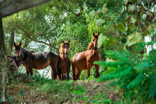 Photography Landscape photo of wild horses at Murighiol Romania