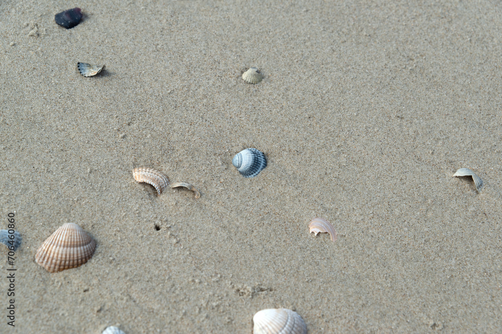Muscheln im Sand, Strand, Nordseeinsel Langeoog Muscheln im Sand, Strand, Nordseeinsel Langeoog