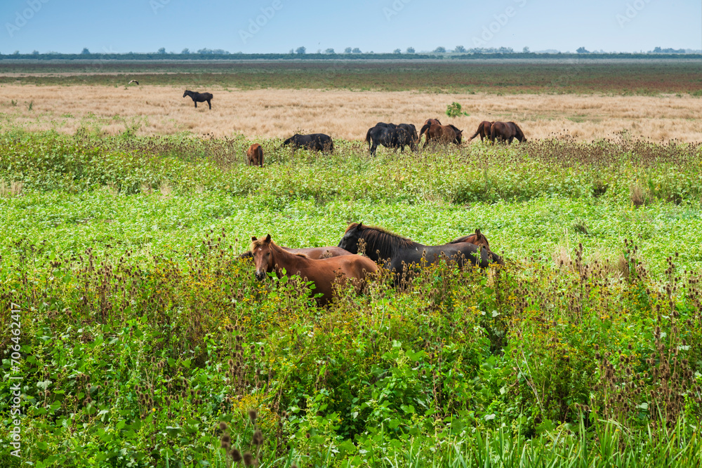 Landscape photo of wild horses at Murighiol Romania Landscape photo of wild horses at Murighiol Romania