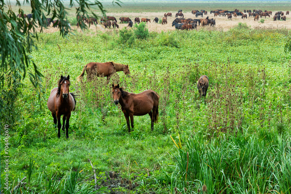 Landscape photo of wild horses at Murighiol Romania Landscape photo of wild horses at Murighiol Romania