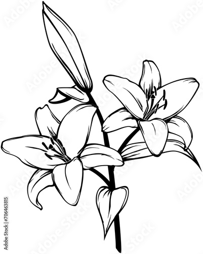lily flower branch sketch