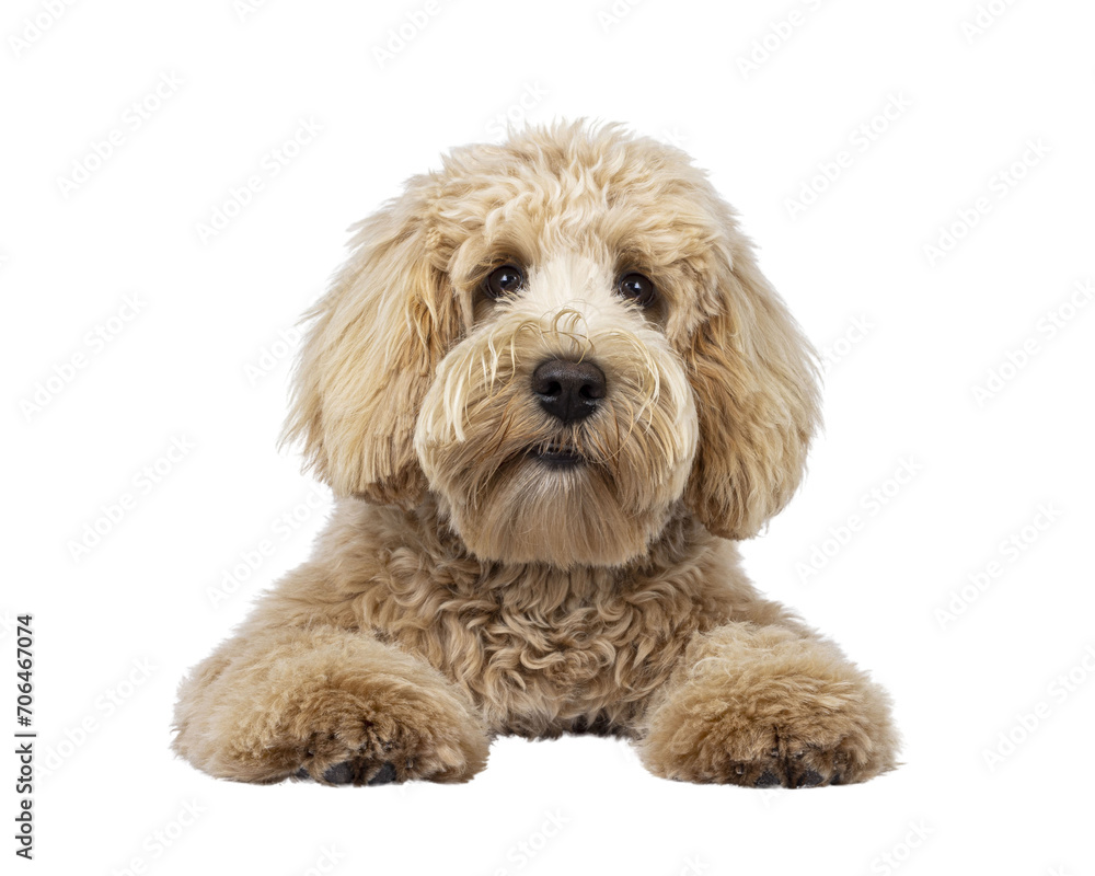 Cute cream young Labradoodle dog, laying down facing front. Looking straight to camera. Mouth closed. Isolated cutout on a transparent background.