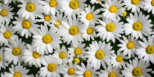 daisies meadow from above close-up  floral pattern background 