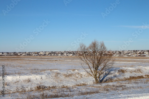 Wallpaper Mural A tree in a snowy field Torontodigital.ca
