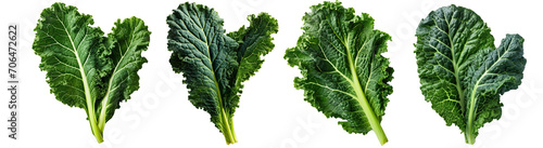 Kale leaves illustration PNG element cut out transparent isolated on white background ,PNG file ,artwork graphic design. photo