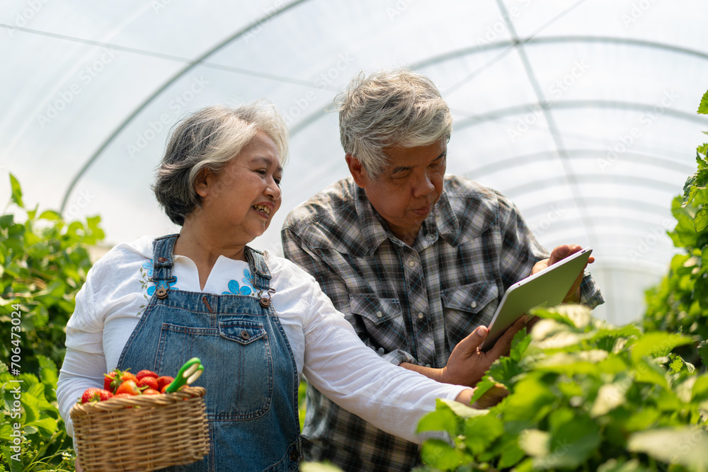 Fototapeta premium Happy cute couple Asian couple senior farmer working on an organic strawberry farm and harvest picking strawberries. Farm organic fresh harvested strawberry and Agriculture industry.
