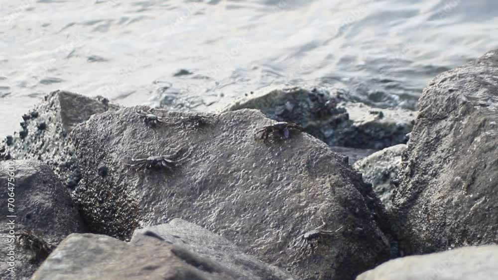 crabs on a rock by the sea
crabs on a rock by the sea
