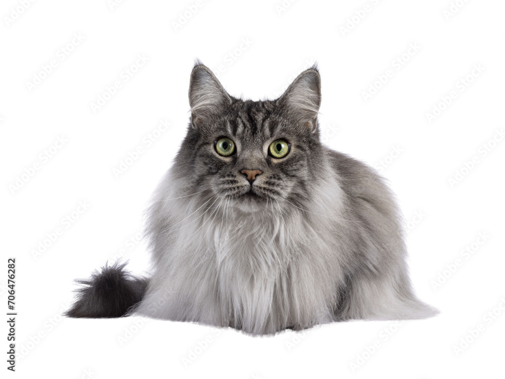 Majestic grey fluffy cat, laying down facing front. Looking towards camera. Isolated cutout on a transparent background. Majestic grey fluffy cat, laying down facing front. Looking towards camera. Isolated cutout on a transparent background.