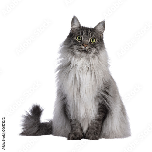 Majestic grey fluffy cat, sitting up facing front. Looking towards camera. Isolated cutout on a transparent background. photo
