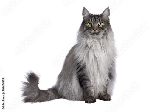 Majestic grey fluffy cat, sitting up facing front. Looking towards camera. Isolated cutout on a transparent background. photo