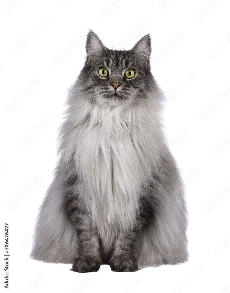 Majestic grey fluffy cat, sitting up facing front. Looking towards camera. Isolated cutout on a transparent background.