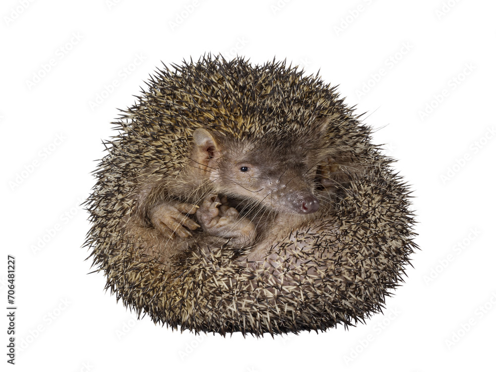 Obraz premium Greater hedgehog or large Madagascar sokina aka Setifer setosus, coming out of balled up position. Shwoning inside of ball. Isolated cutout on a transparent background.