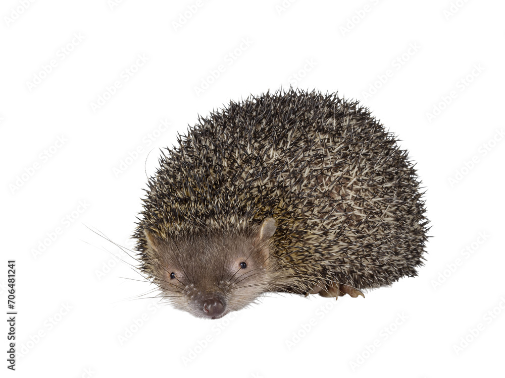 Fototapeta premium Greater hedgehog or large Madagascar sokina aka Setifer setosus, laying down facing front. Looking towards camera with head down. Isolated cutout on a transparent background.