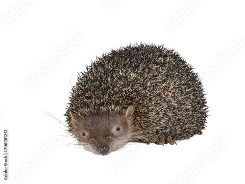 Greater hedgehog or large Madagascar sokina aka Setifer setosus, laying down facing front. Looking towards camera with head down. Isolated cutout on a transparent background.