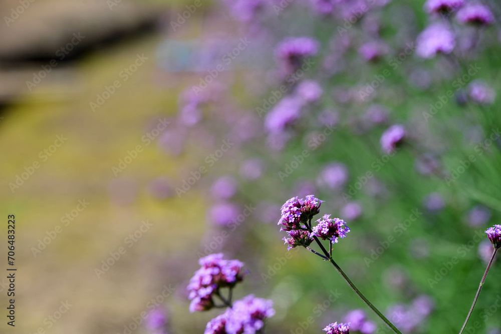 flowers in the field