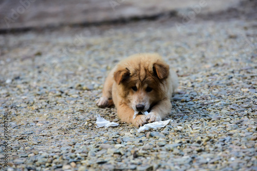 dog in the sand