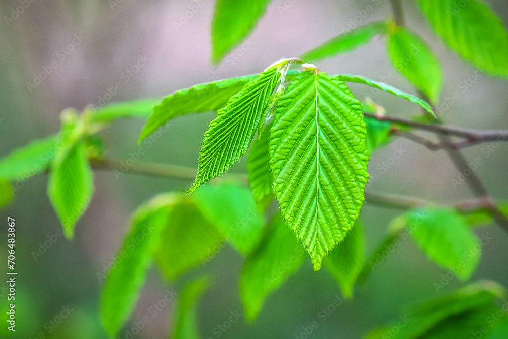 New spring beech leaves in Carpathian forest