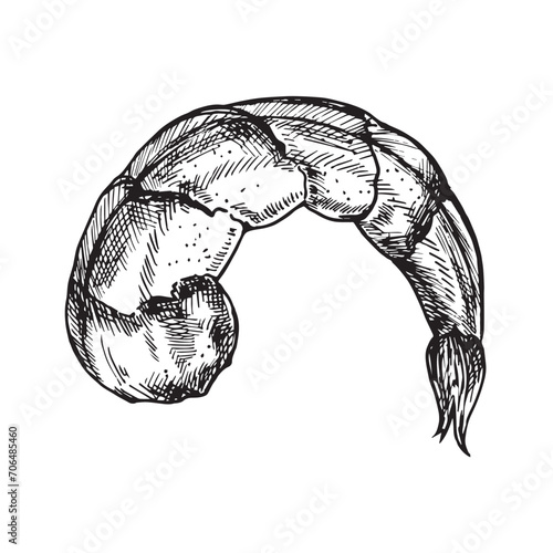 Organic food. Hand drawn vector sketch of cooked boiled shrimp. Doodle vintage illustration. Decorations for the menu of cafes, restaurants and labels. Engraved immage.
