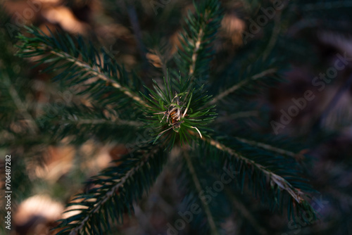 kleiner Tannenbaum