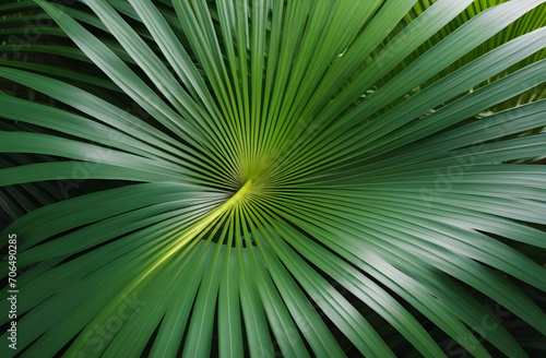 palm leaf background. © D