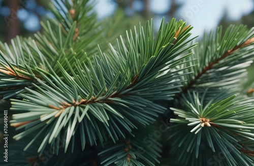 close up of pine needles. 