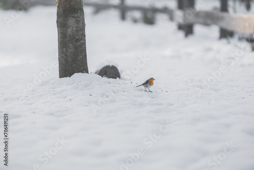 A european robin, a songbird on the ground covered with white snow. It was a feezing cold day outdoors in winter. photo