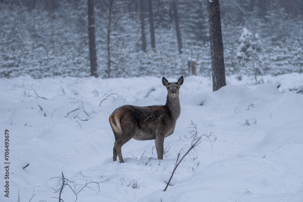 White Winter Wonderland: Deer in Snowy Forest. Snow-covered Forest with Majestic Deer. White Winter Wonderland: Deer in Snowy Forest. Snow-covered Forest with Majestic Deer.
