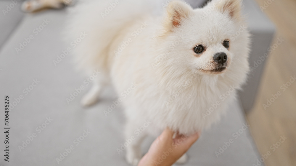 Fototapeta premium Handsome, relaxed young caucasian man comfortably sitting with pet dog on cozy sofa, expressing relaxation in living room indoors at his apartment home